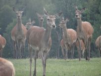 RUDZIE оленярство розведення оленів оленячі племінні лані телята ферма в Польщі